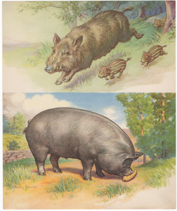 [Pigs]